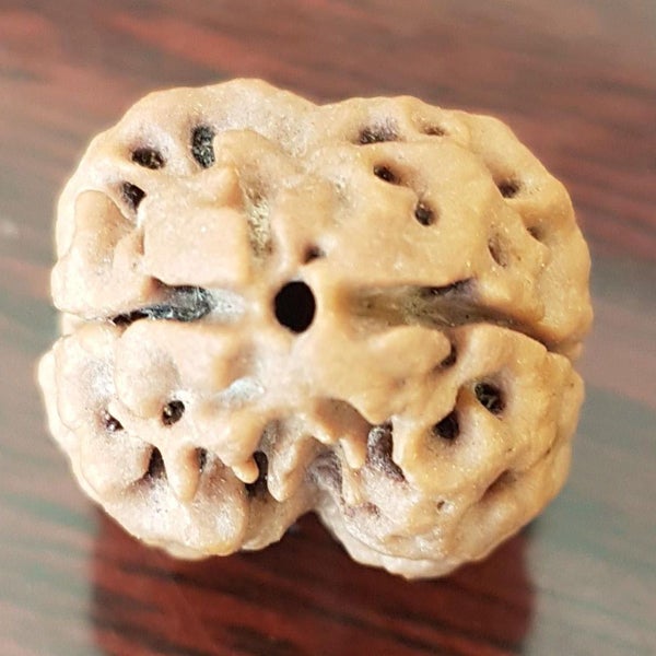 2 Mukhi