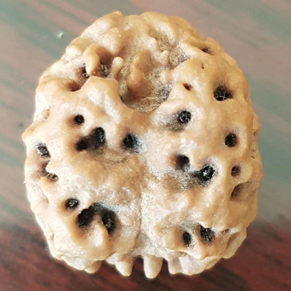 2 Mukhi