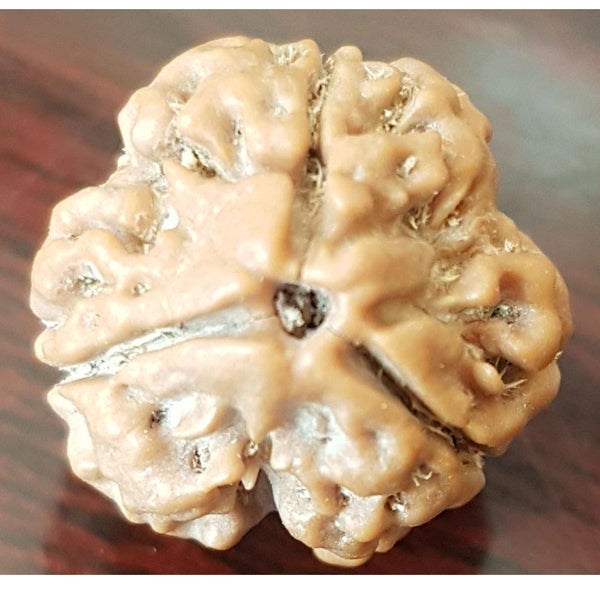 3 Mukhi