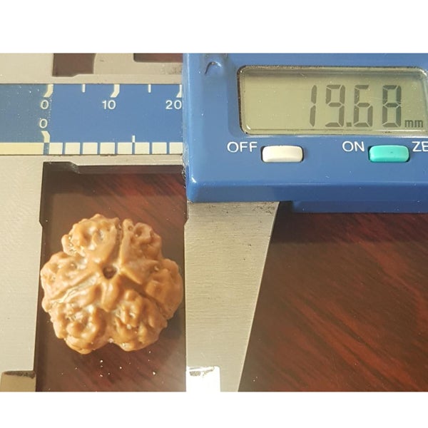 3 Mukhi