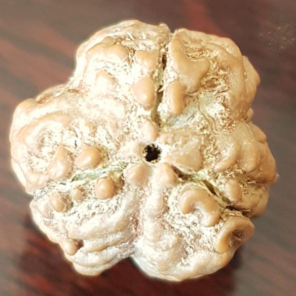 3 Mukhi