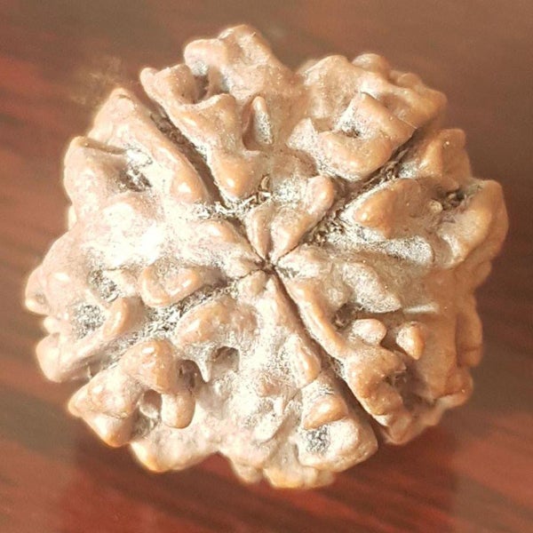 4 Mukhi