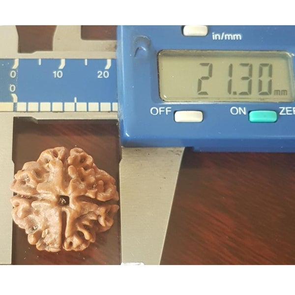 4 Mukhi