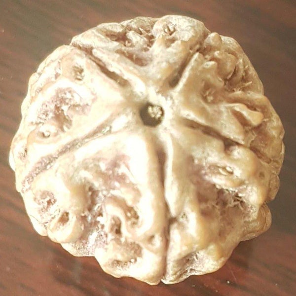 5 Mukhi