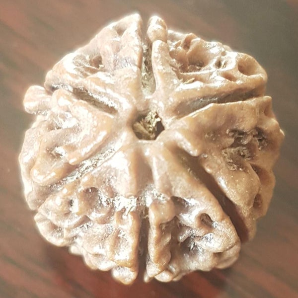 6 Mukhi