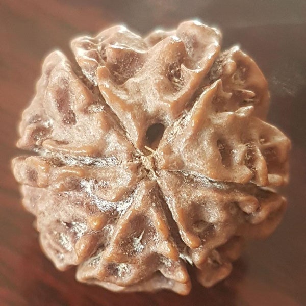 6 Mukhi