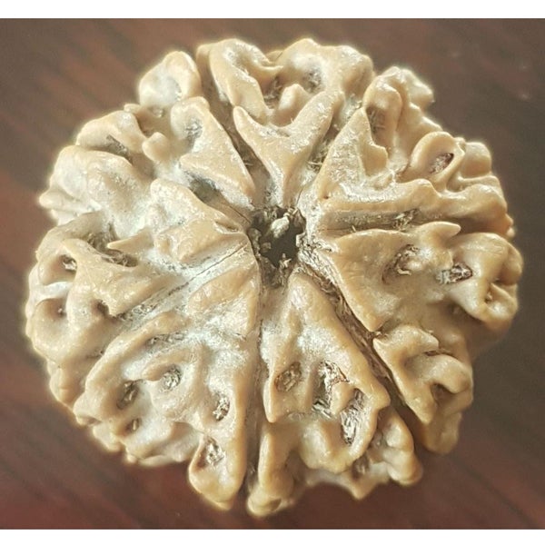 7 Mukhi
