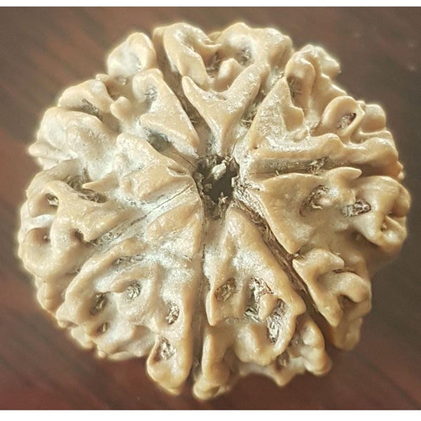 7 Mukhi