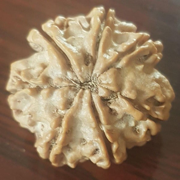 7 Mukhi