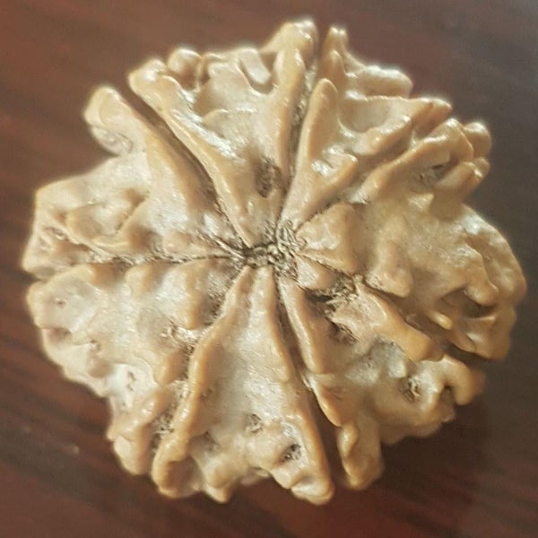7 Mukhi