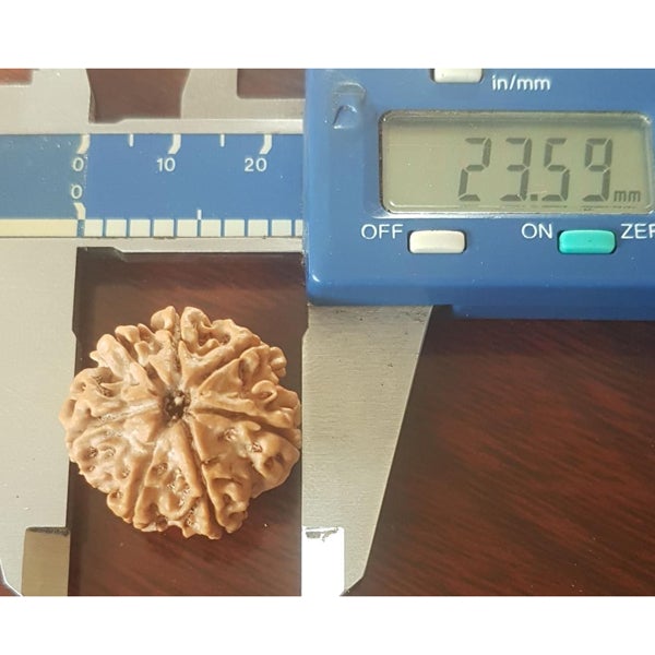 7 Mukhi