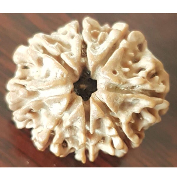 8 Mukhi