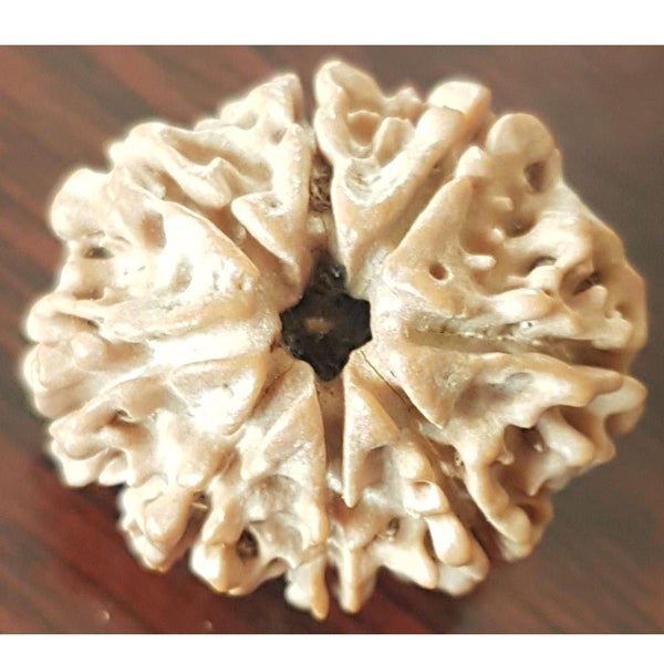 8 Mukhi
