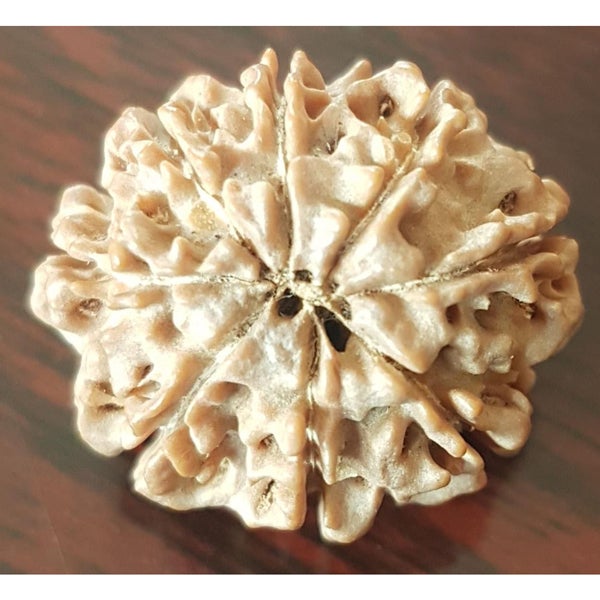 8 Mukhi