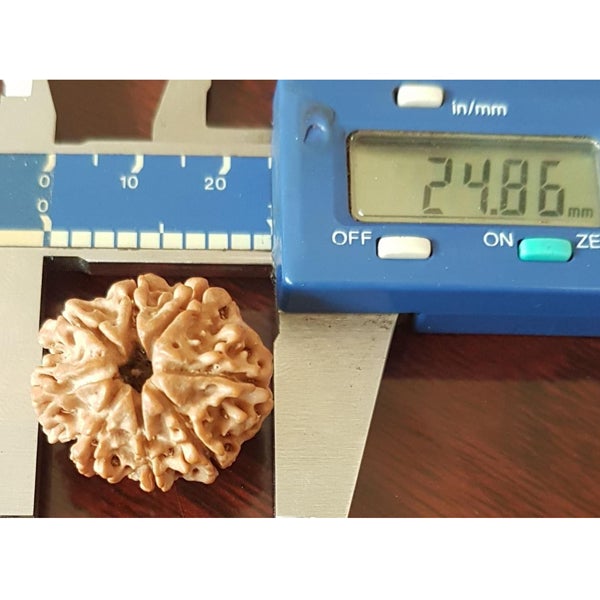 8 Mukhi