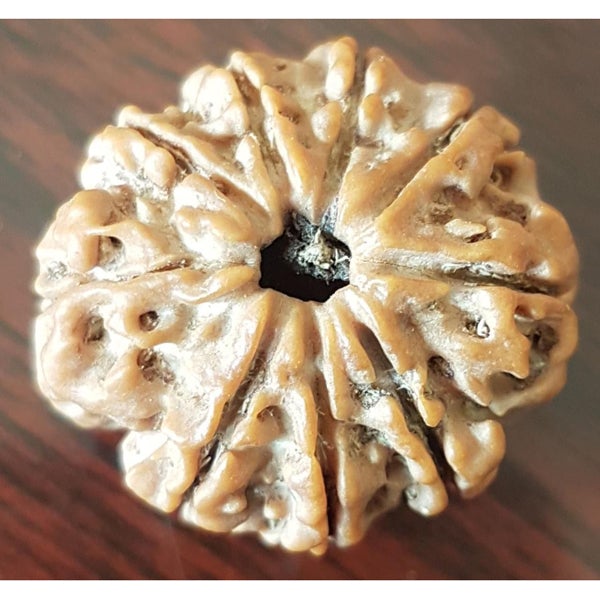 9 Mukhi