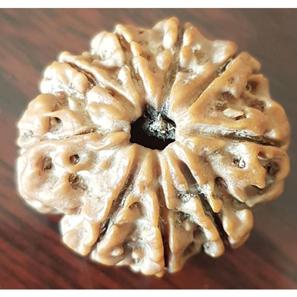 9 Mukhi