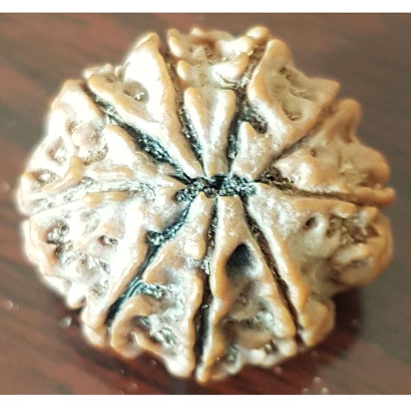 9 Mukhi