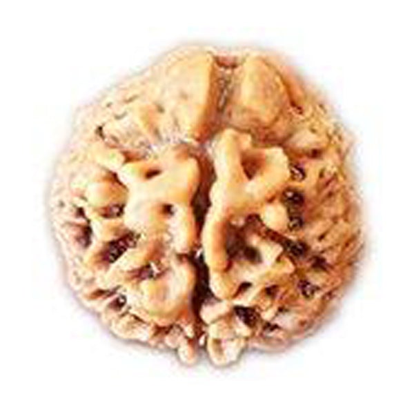 1 Mukhi (Round)