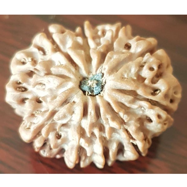 10 Mukhi