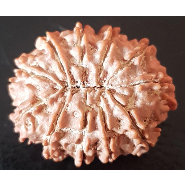 11 Mukhi