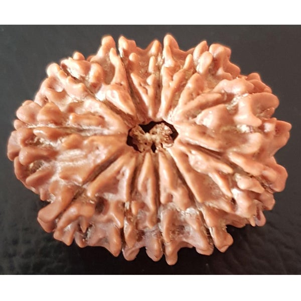 11 Mukhi