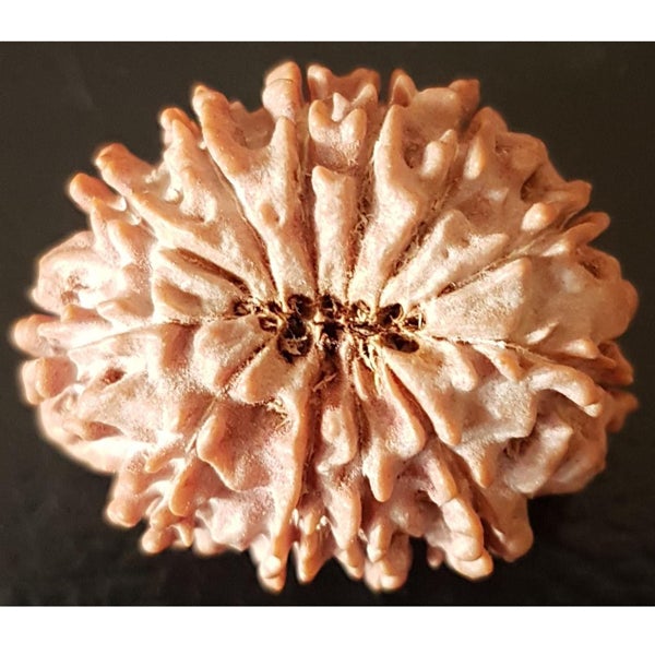 12 Mukhi