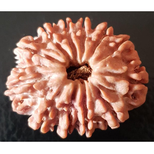 12 Mukhi