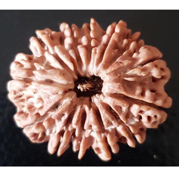 13 Mukhi