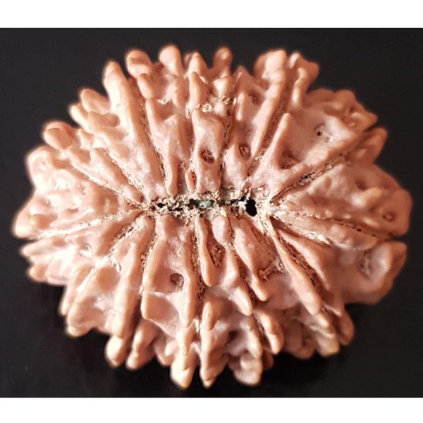 14 Mukhi