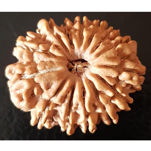 14 Mukhi