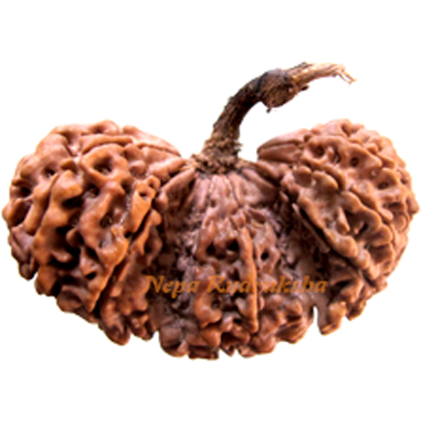 14 Mukhi Trijuti
