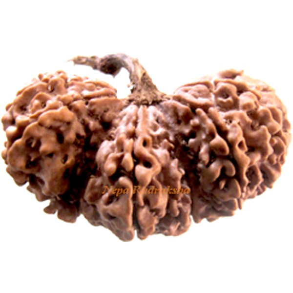 14 Mukhi Trijuti