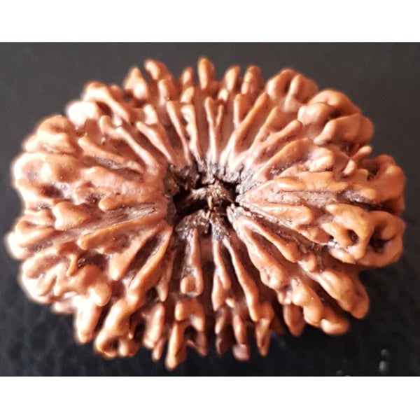 15 Mukhi