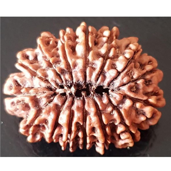15 Mukhi
