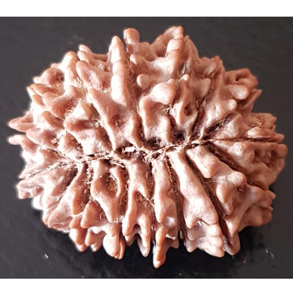 16 Mukhi