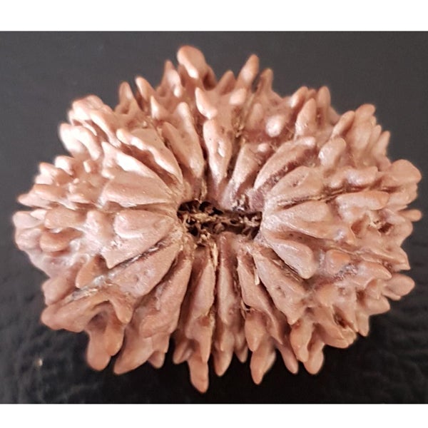 16 Mukhi