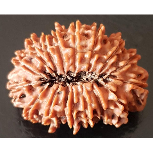 17 Mukhi