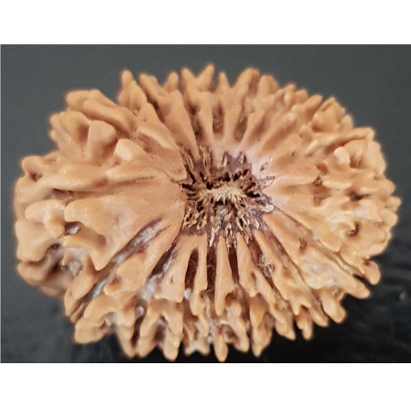 18 Mukhi