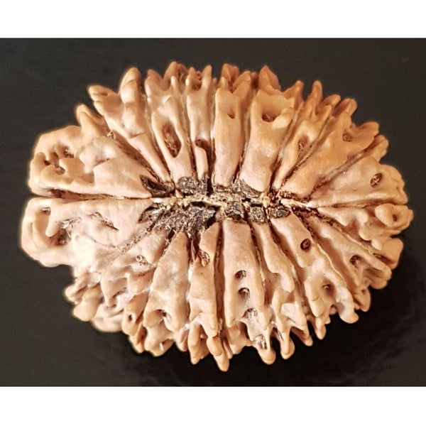 18 Mukhi
