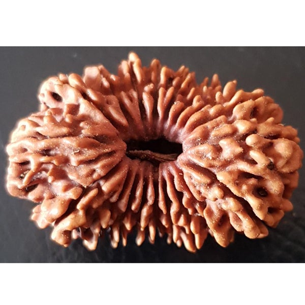 19 Mukhi