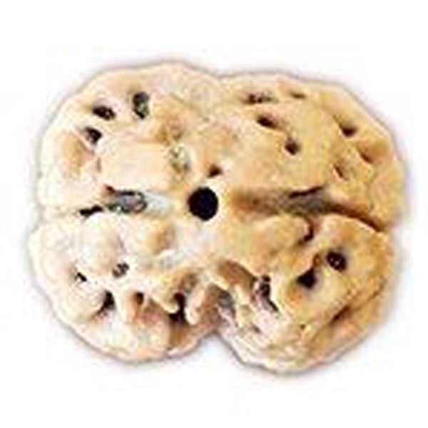 2 Mukhi