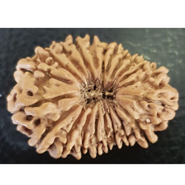 21 Mukhi