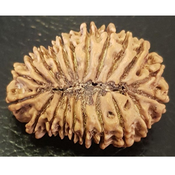 21 Mukhi