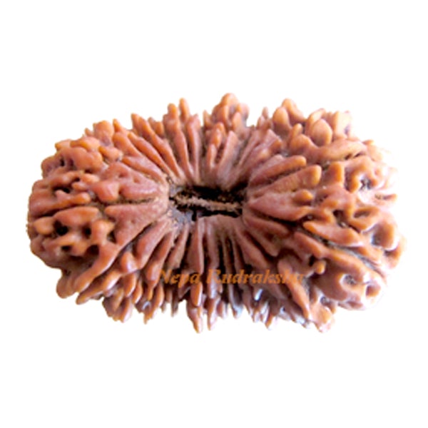 22 Mukhi 37 mm