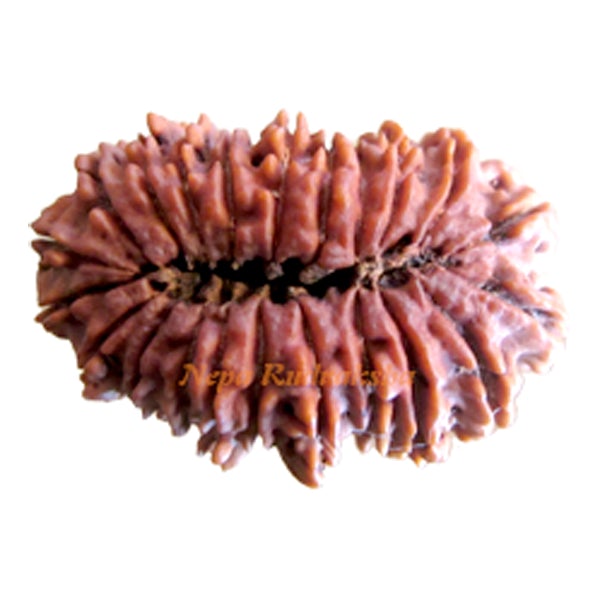 22 Mukhi 37 mm