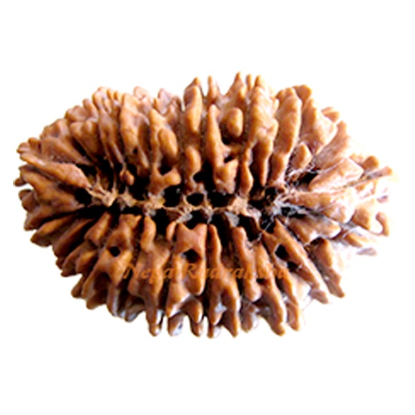 22 Mukhi 35 mm