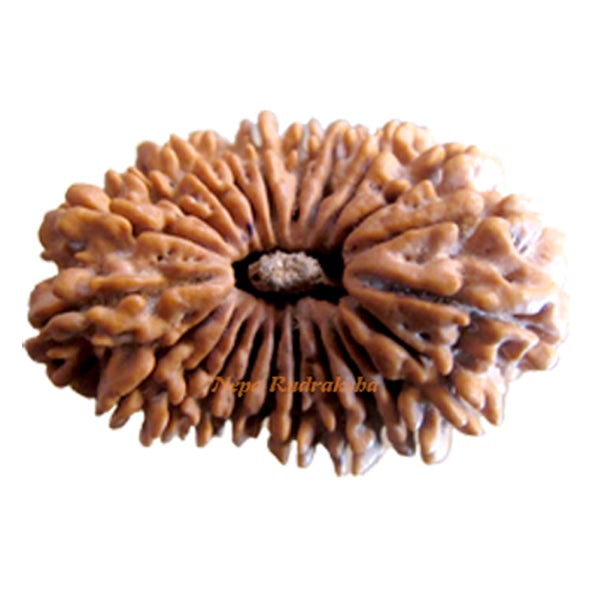 22 Mukhi 35 mm