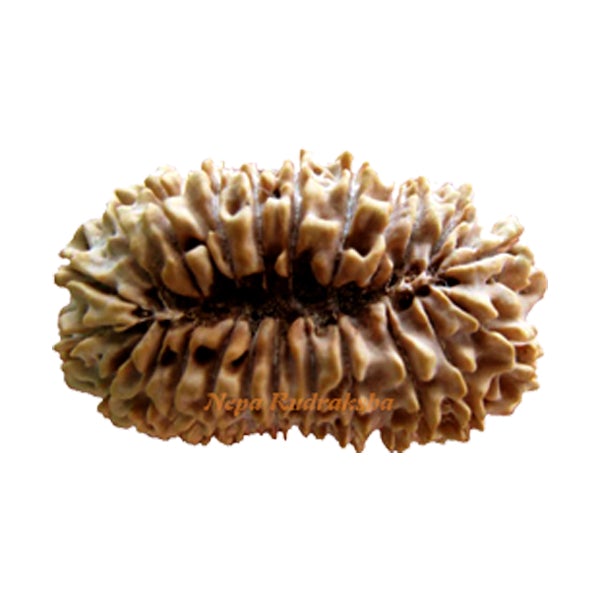 23 Mukhi Rudrakha 40mm