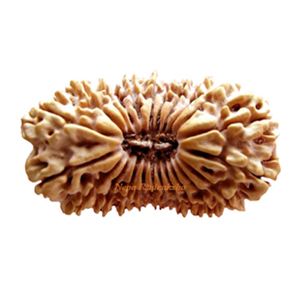 23 Mukhi Rudrakha 40mm